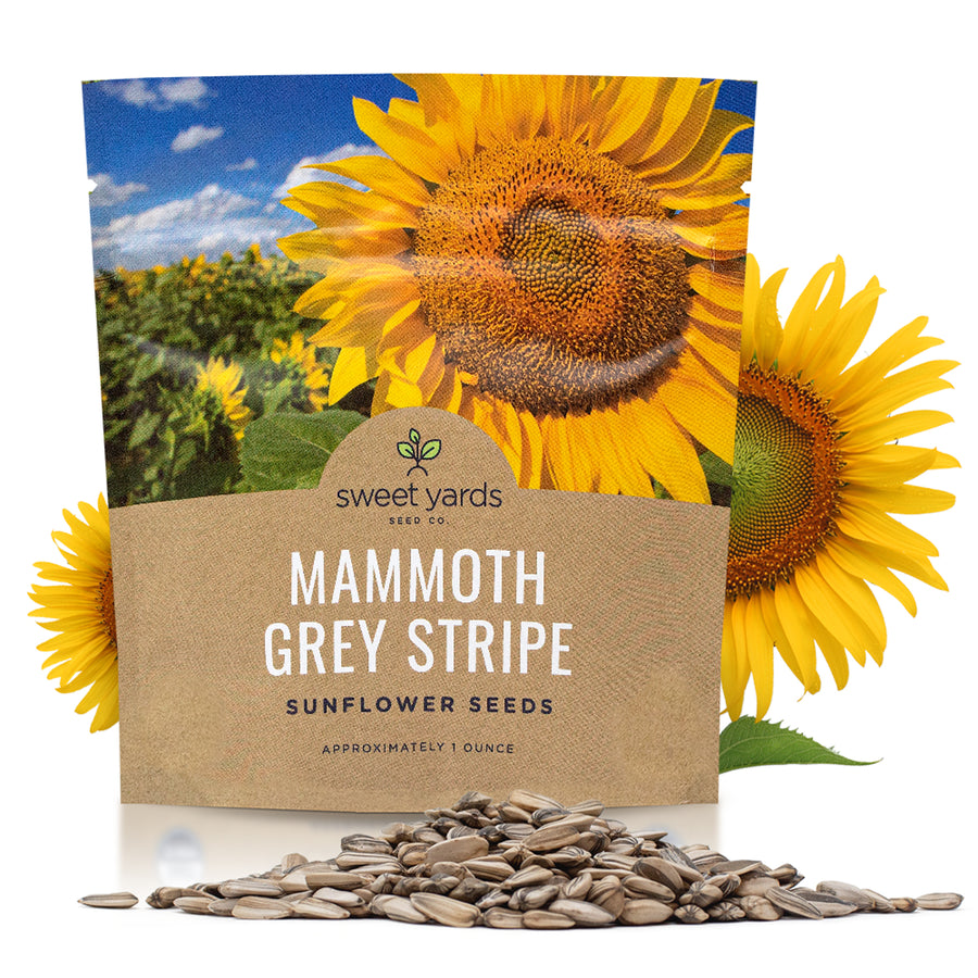 Mammoth Grey Stripe Sunflower