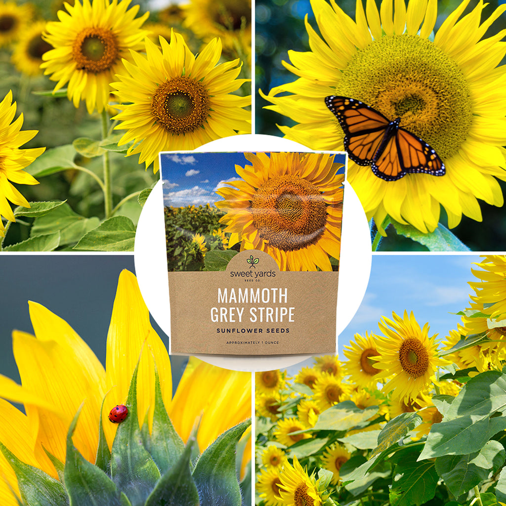 Mammoth Grey Stripe Sunflower