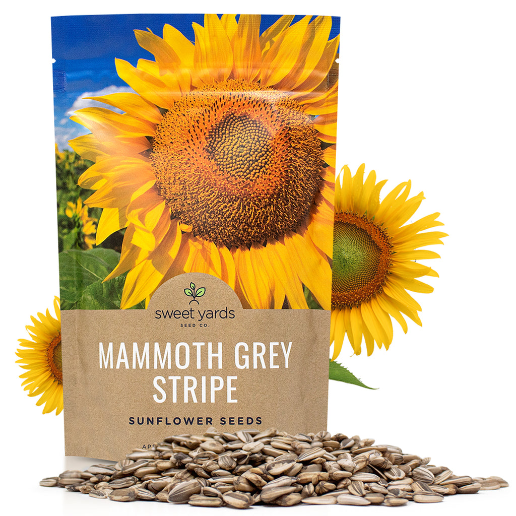 Mammoth Grey Stripe Sunflower