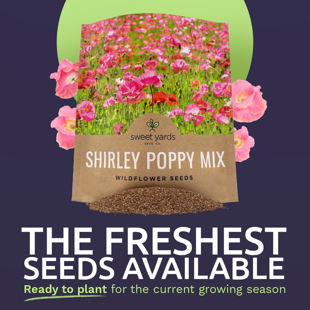 Shirley Poppy Mixed Colors