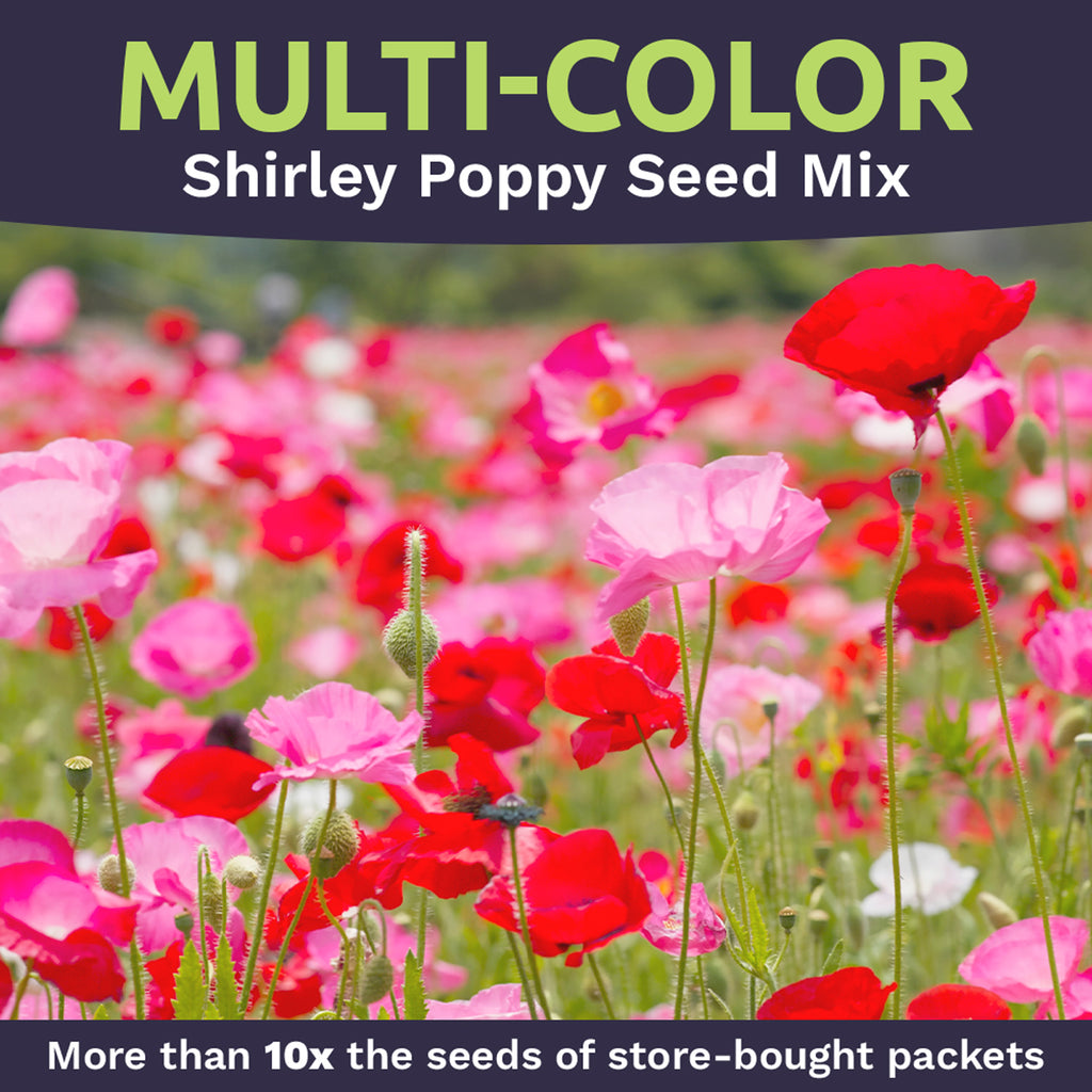 Shirley Poppy Mixed Colors