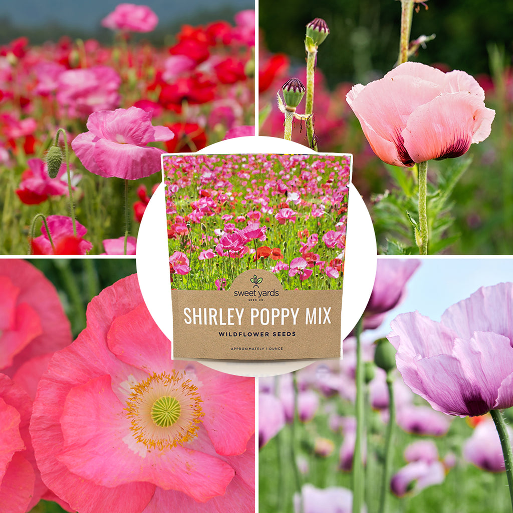 Shirley Poppy Mixed Colors