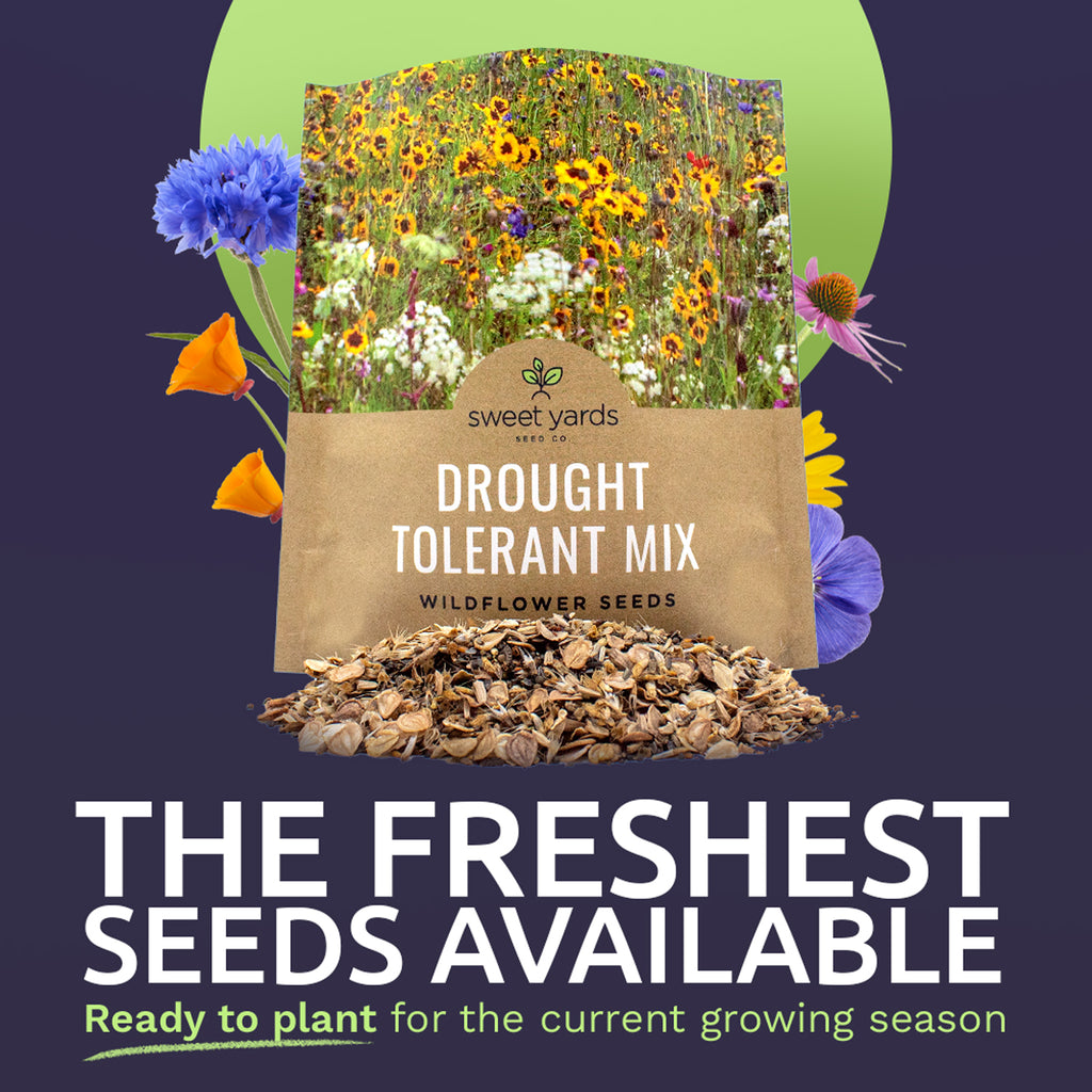 Drought Tolerant Wildflower Mix