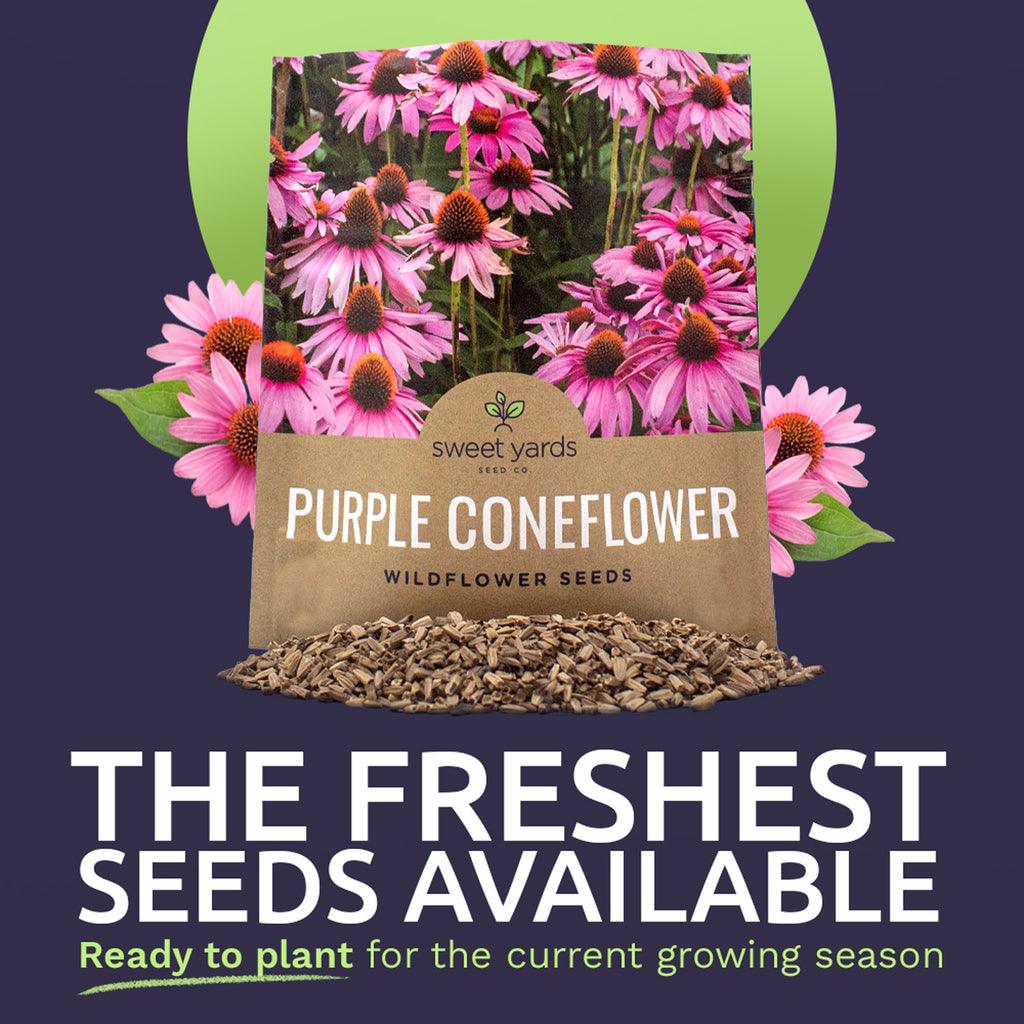 Purple Coneflower Seeds