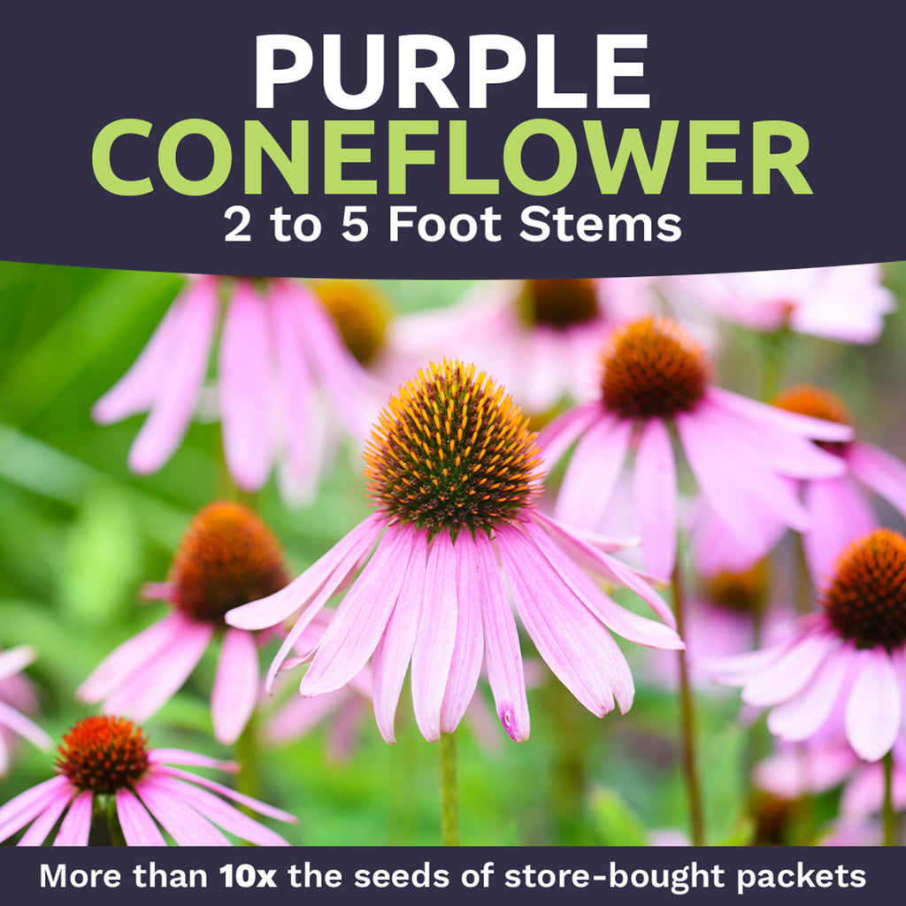 Purple Coneflower Seeds