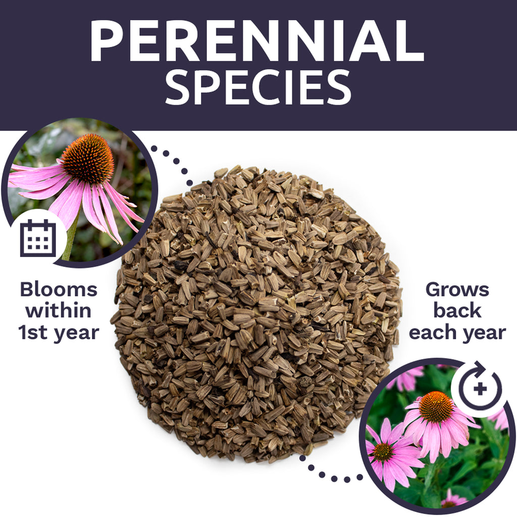 Purple Coneflower Seeds