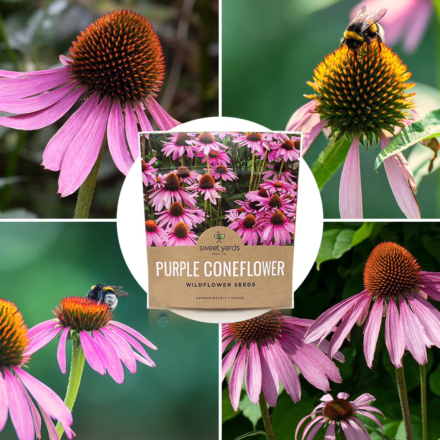 Purple Coneflower Seeds