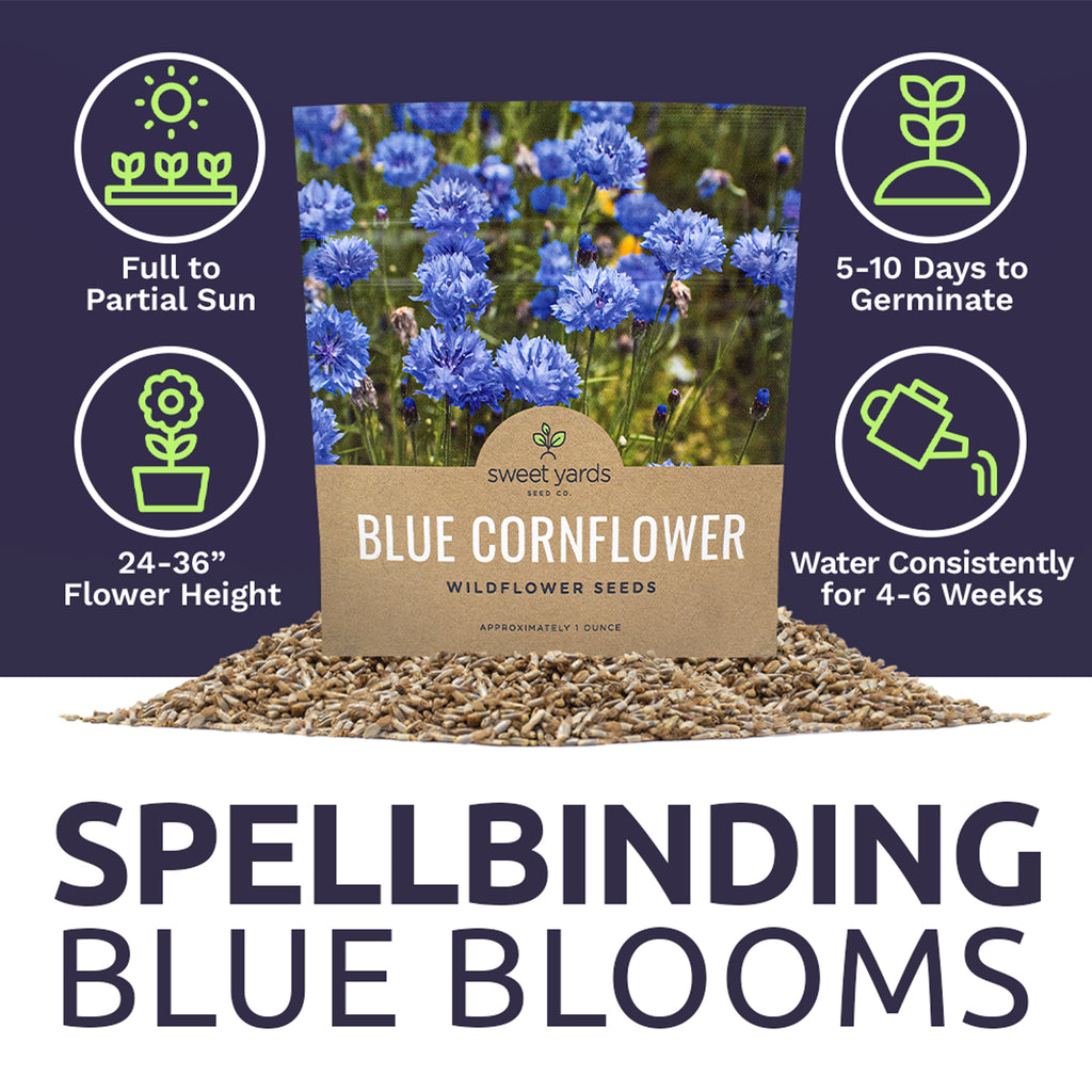 Blue Cornflower Seeds