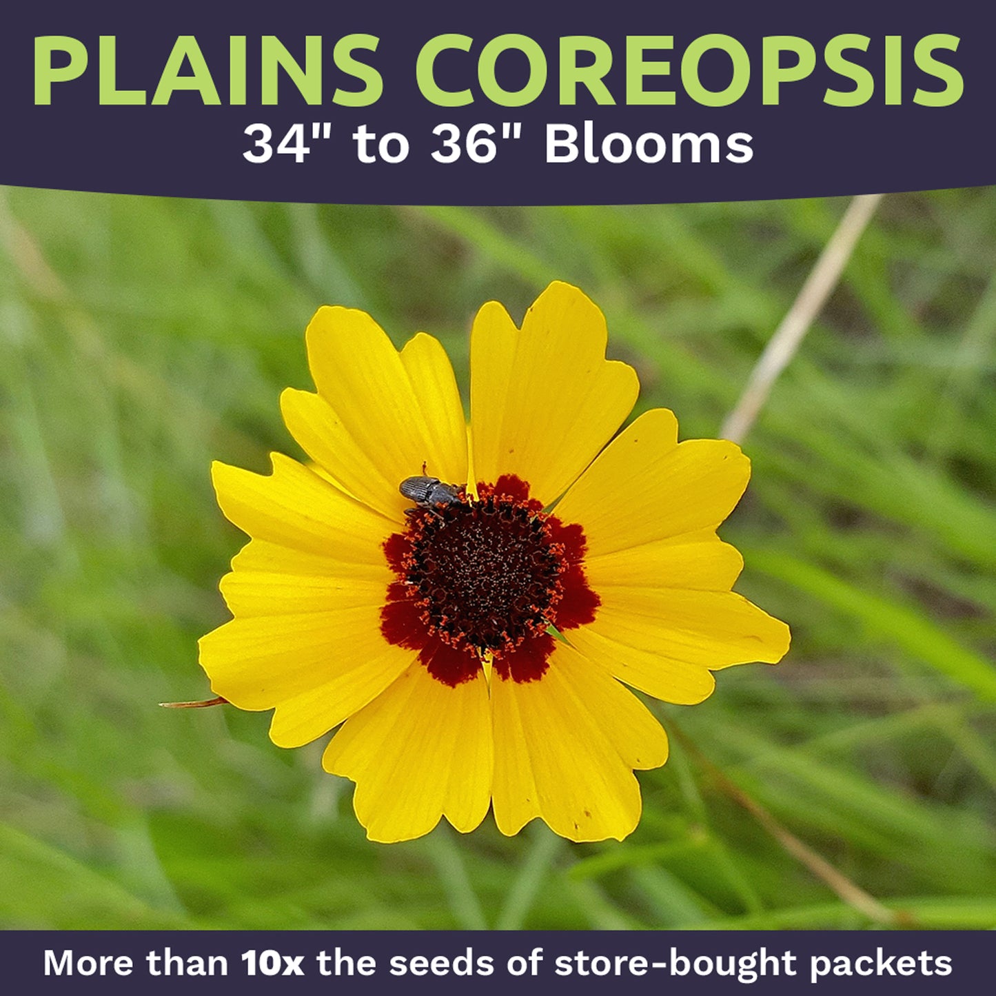 Plains Coreopsis Seeds
