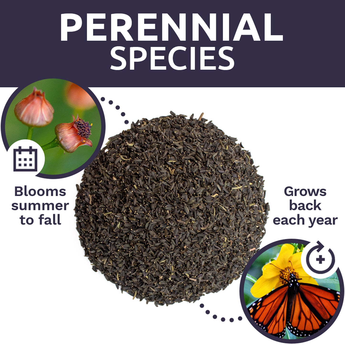 Plains Coreopsis Seeds