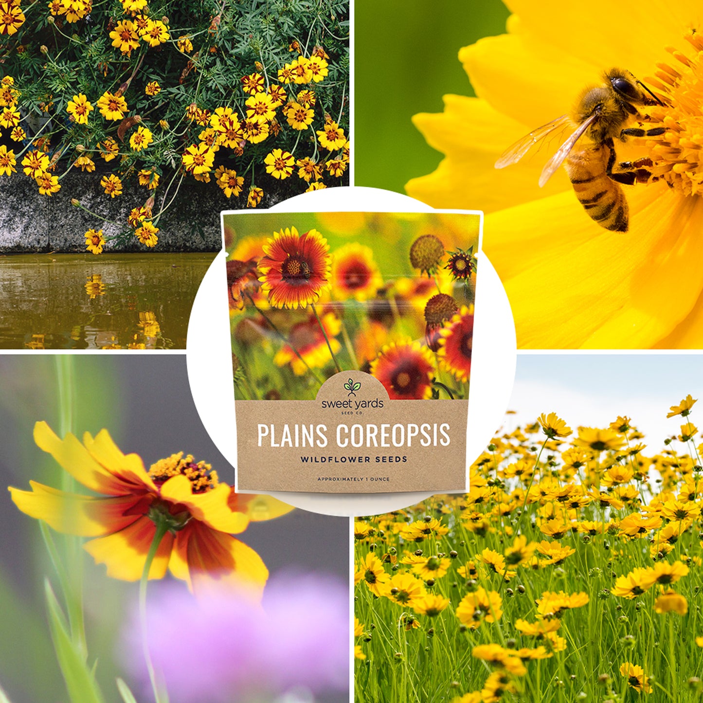 Plains Coreopsis Seeds