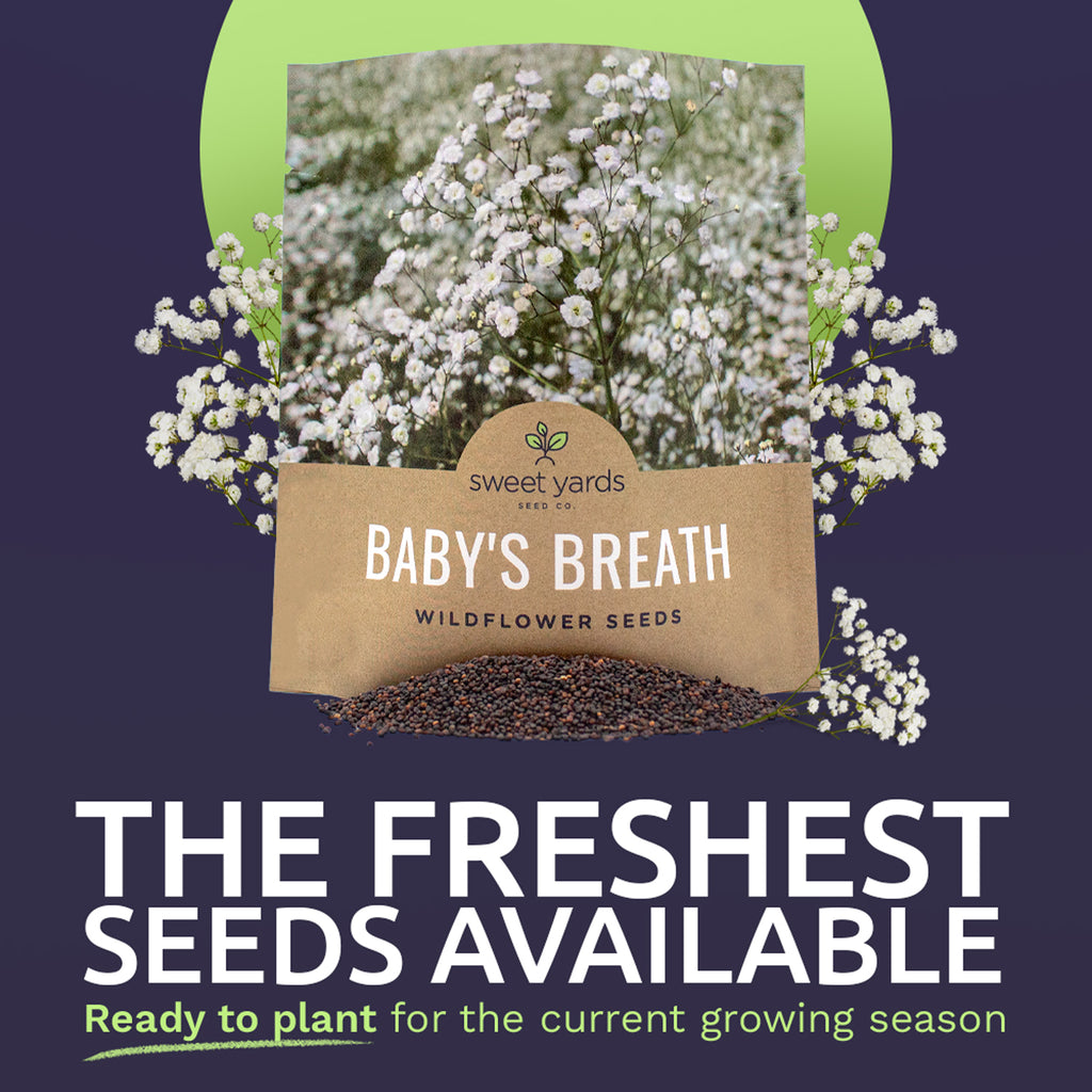 Showy Baby's Breath Seeds