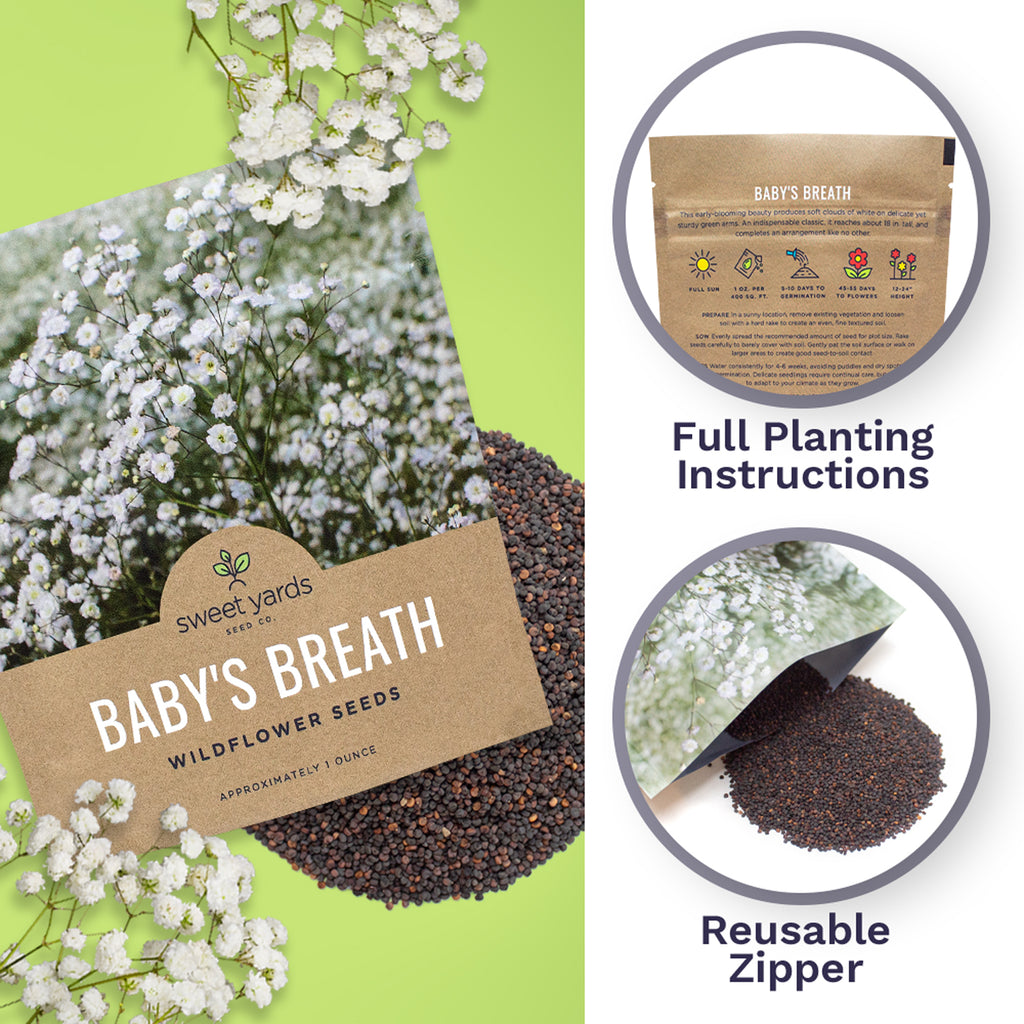 Showy Baby's Breath Seeds