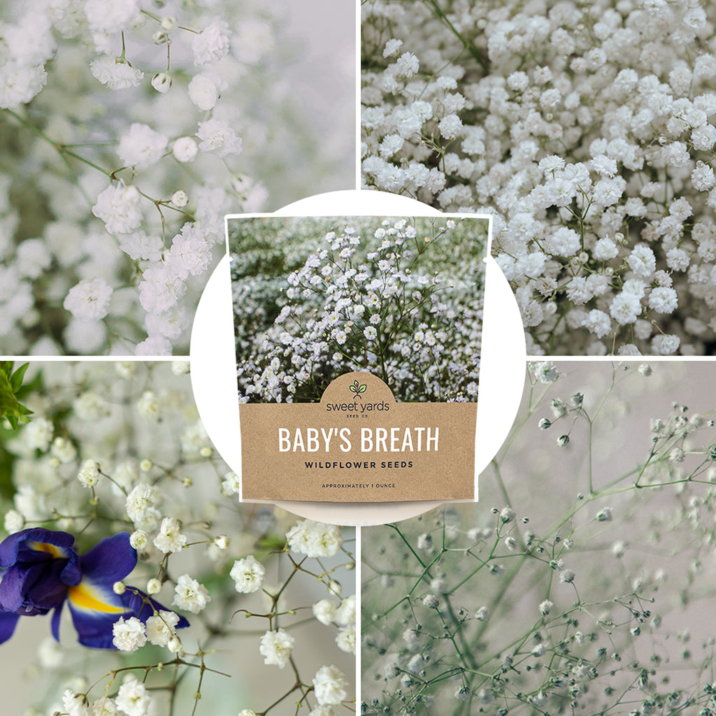 Showy Baby's Breath Seeds