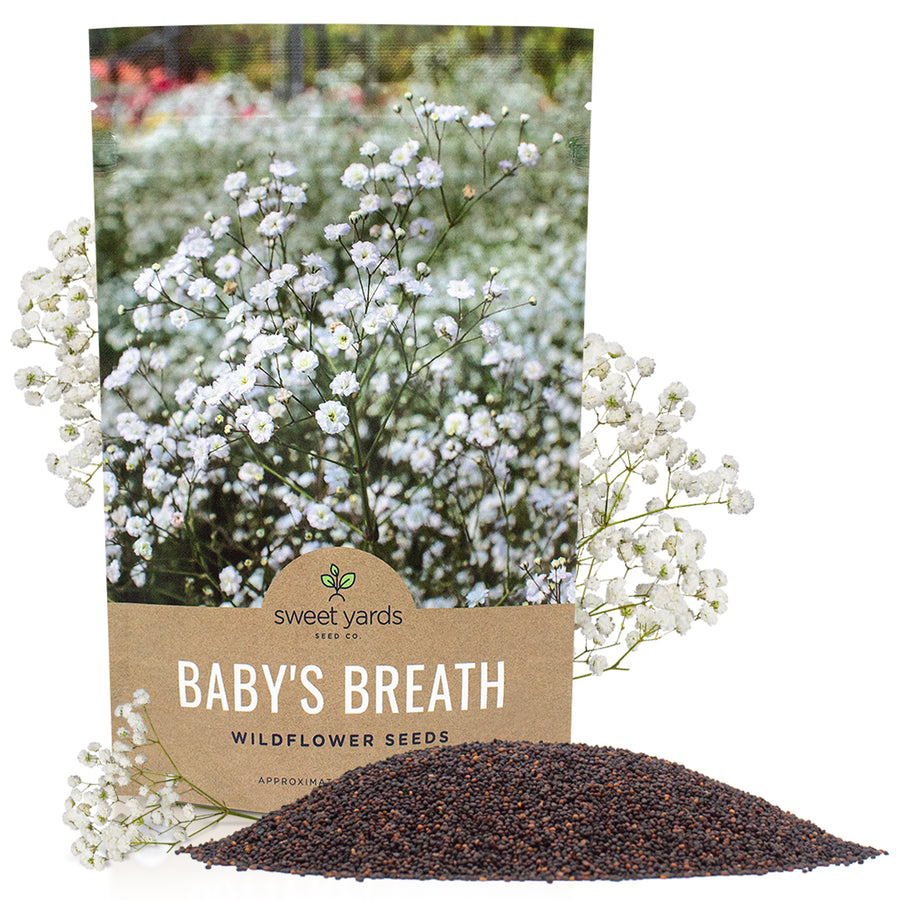 Showy Baby's Breath Seeds