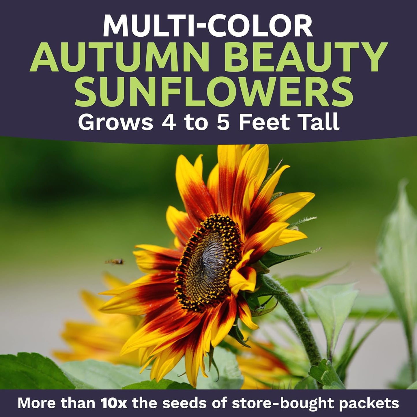 Autumn Beauty Sunflower Seeds
