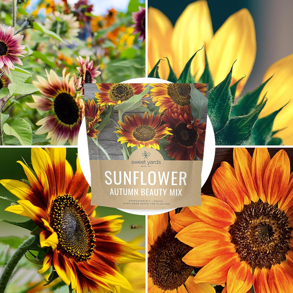 Autumn Beauty Sunflower Seeds