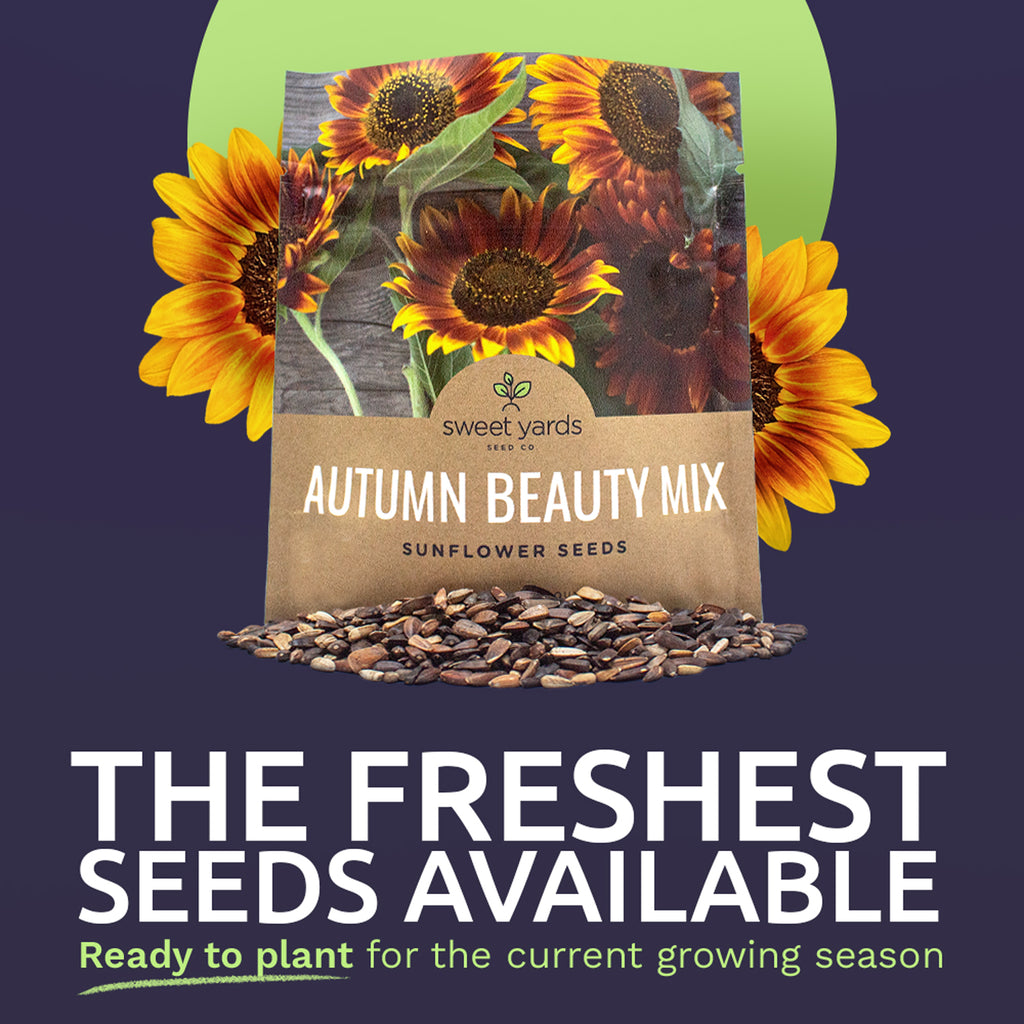 Autumn Beauty Sunflower Seeds