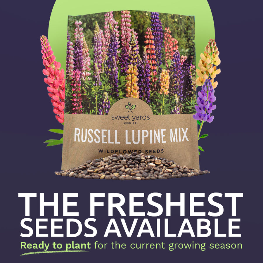 Russell Lupine Seeds