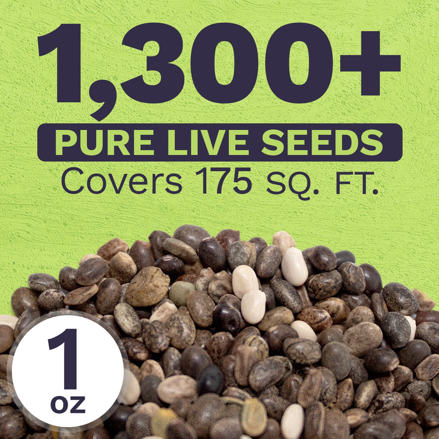 Russell Lupine Seeds