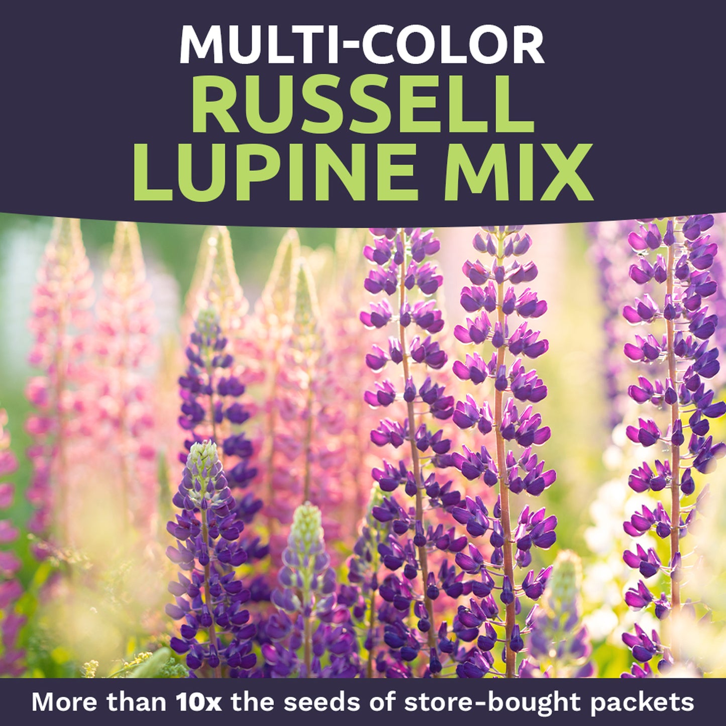Russell Lupine Seeds