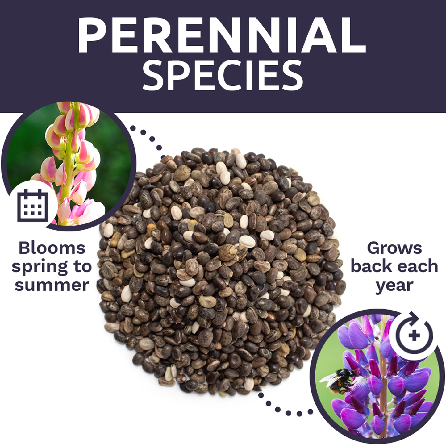 Russell Lupine Seeds