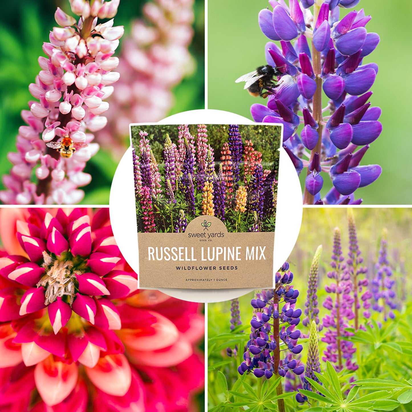 Russell Lupine Seeds