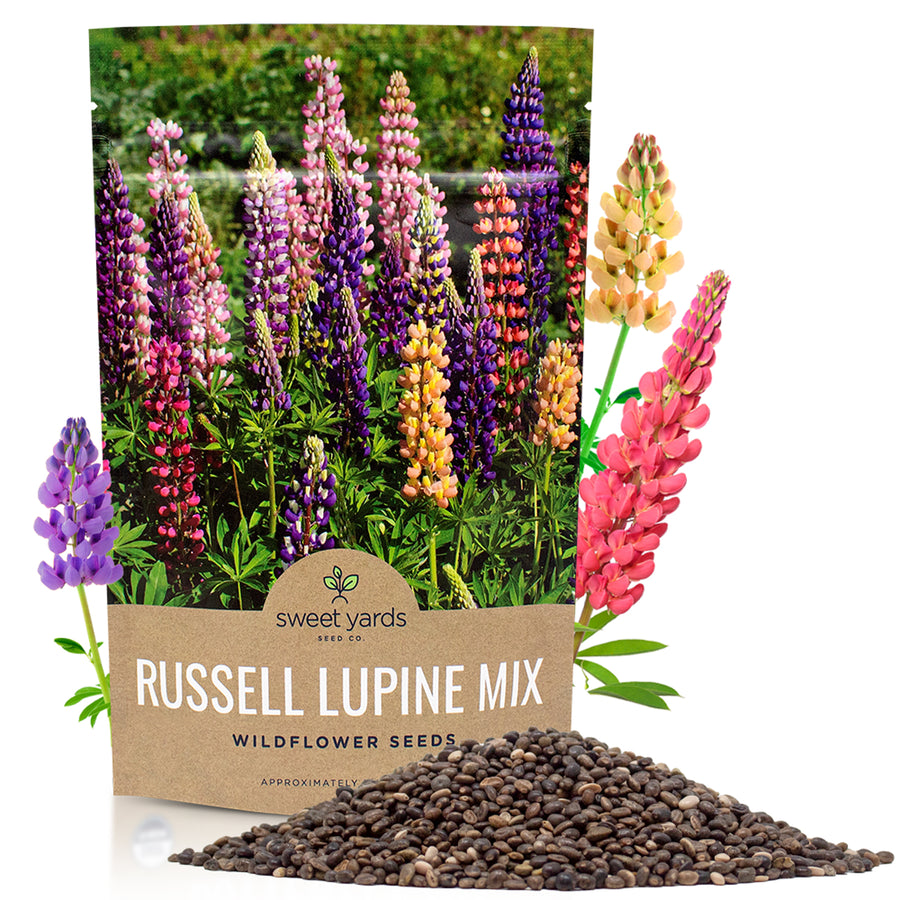 Russell Lupine Seeds