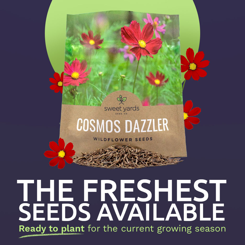 Dazzler Cosmos Wildflower Seeds