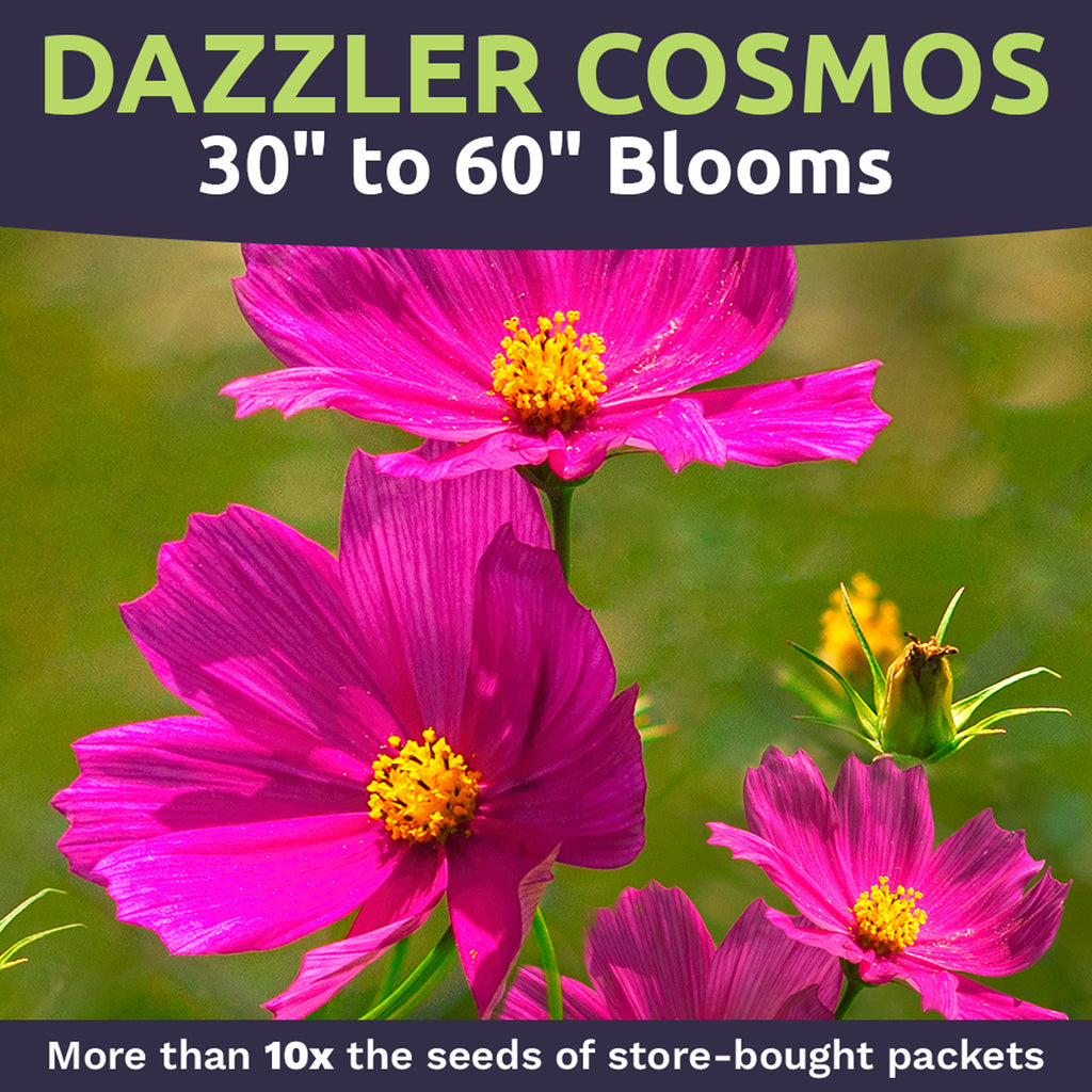 Dazzler Cosmos Wildflower Seeds