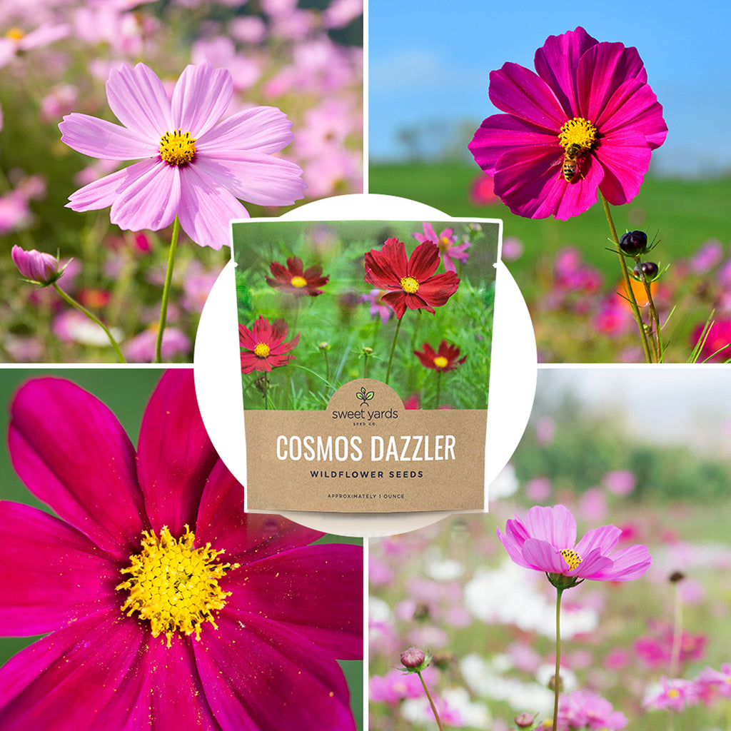 Dazzler Cosmos Wildflower Seeds