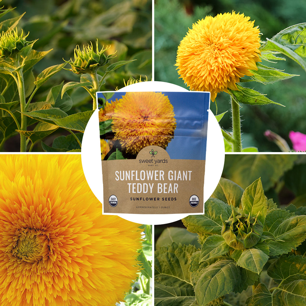 Giant Teddy Bear Sunflower Seeds