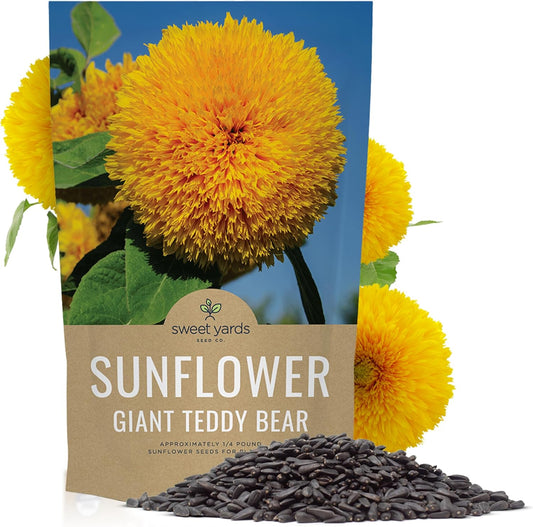 Giant Teddy Bear Sunflower Seeds