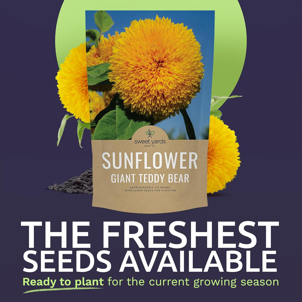 Giant Teddy Bear Sunflower Seeds