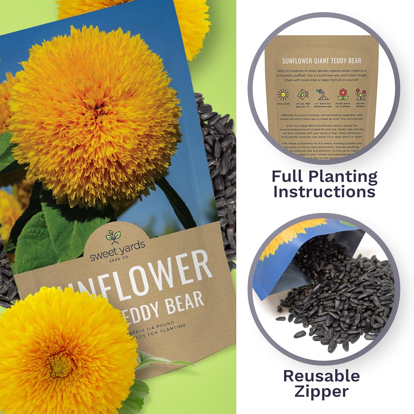 Giant Teddy Bear Sunflower Seeds