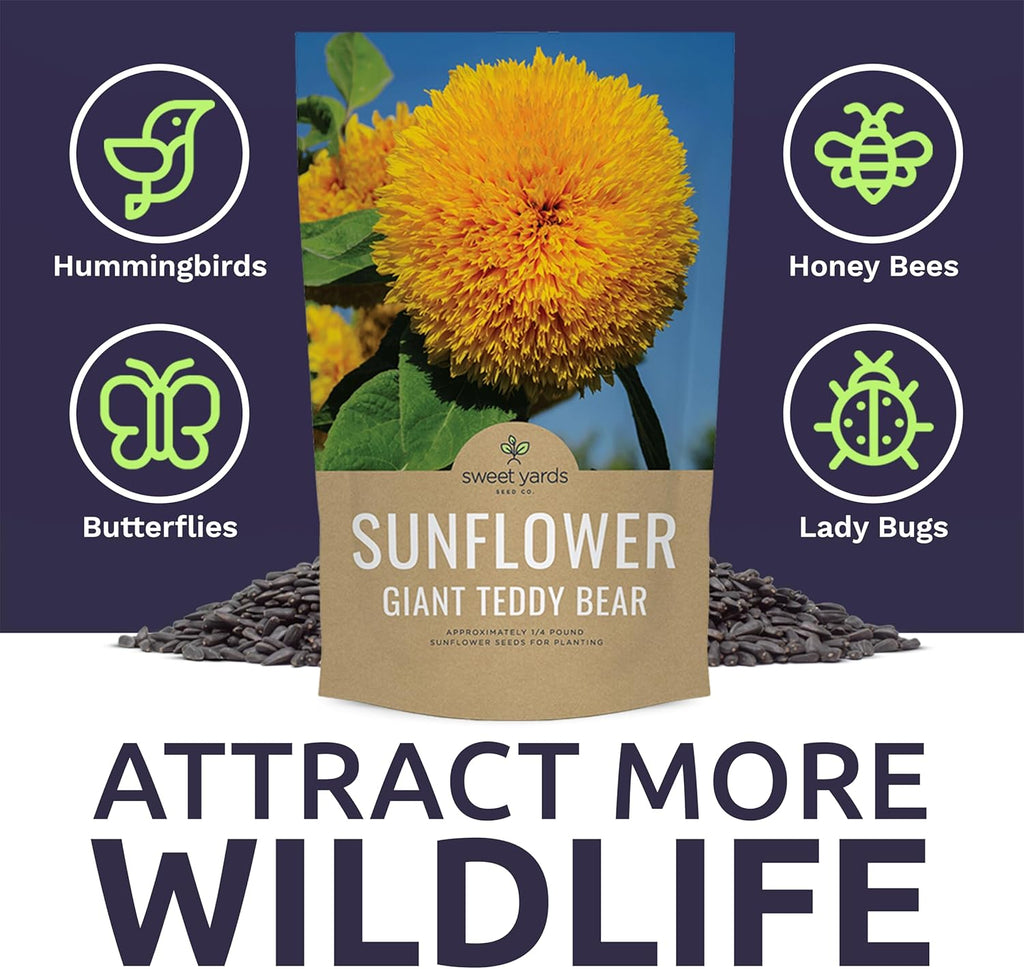 Giant Teddy Bear Sunflower Seeds