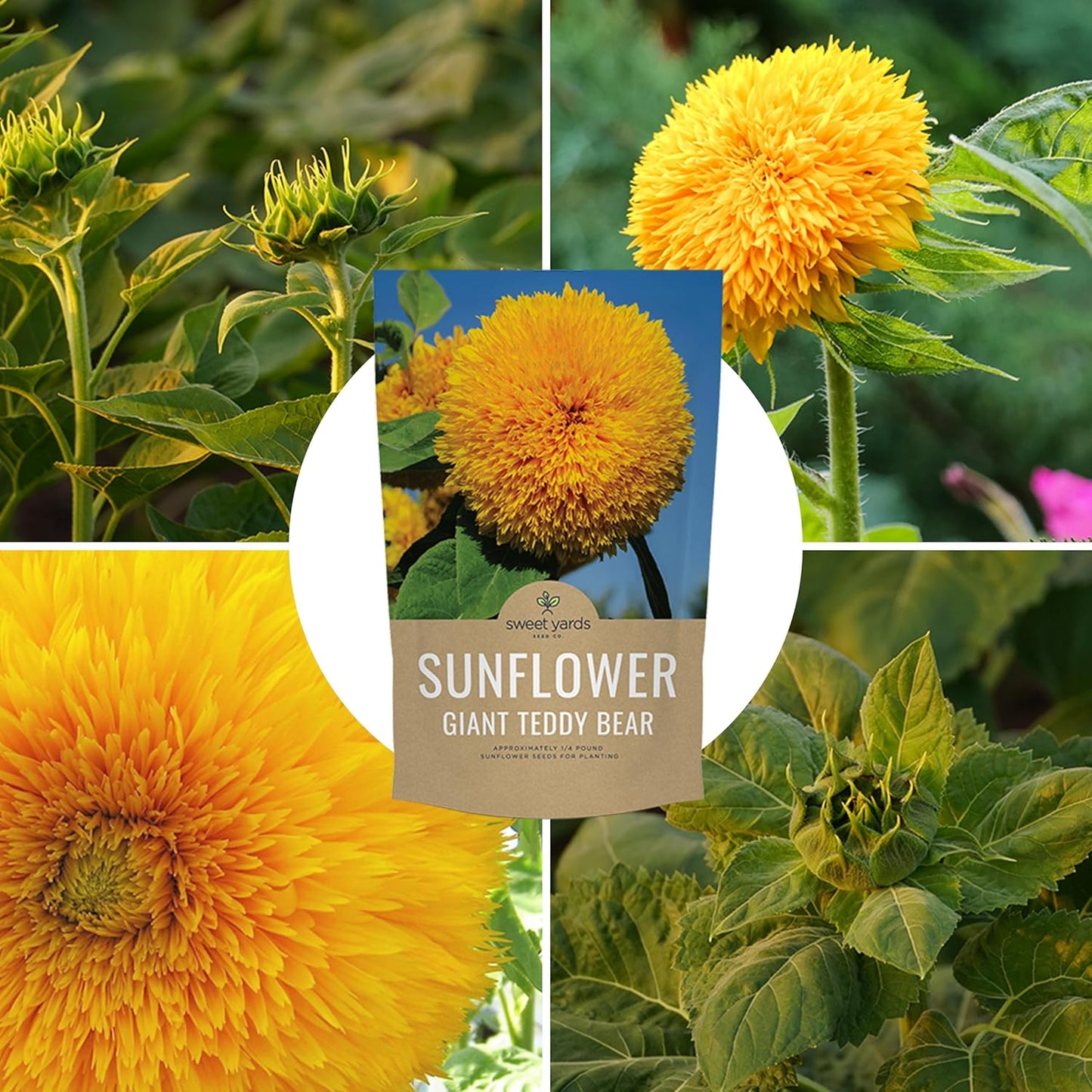 Giant Teddy Bear Sunflower Seeds