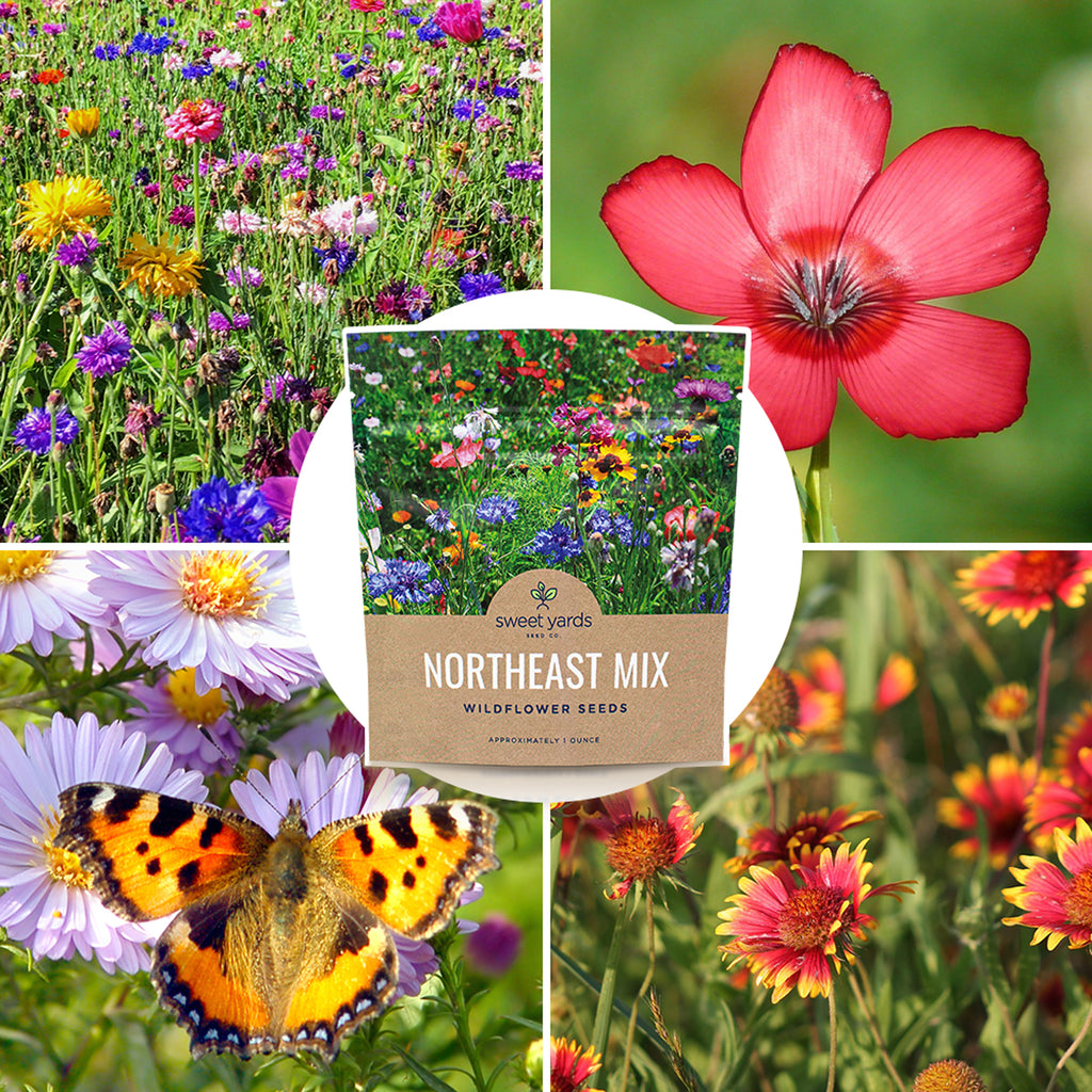 Northeast Wildflower Seeds