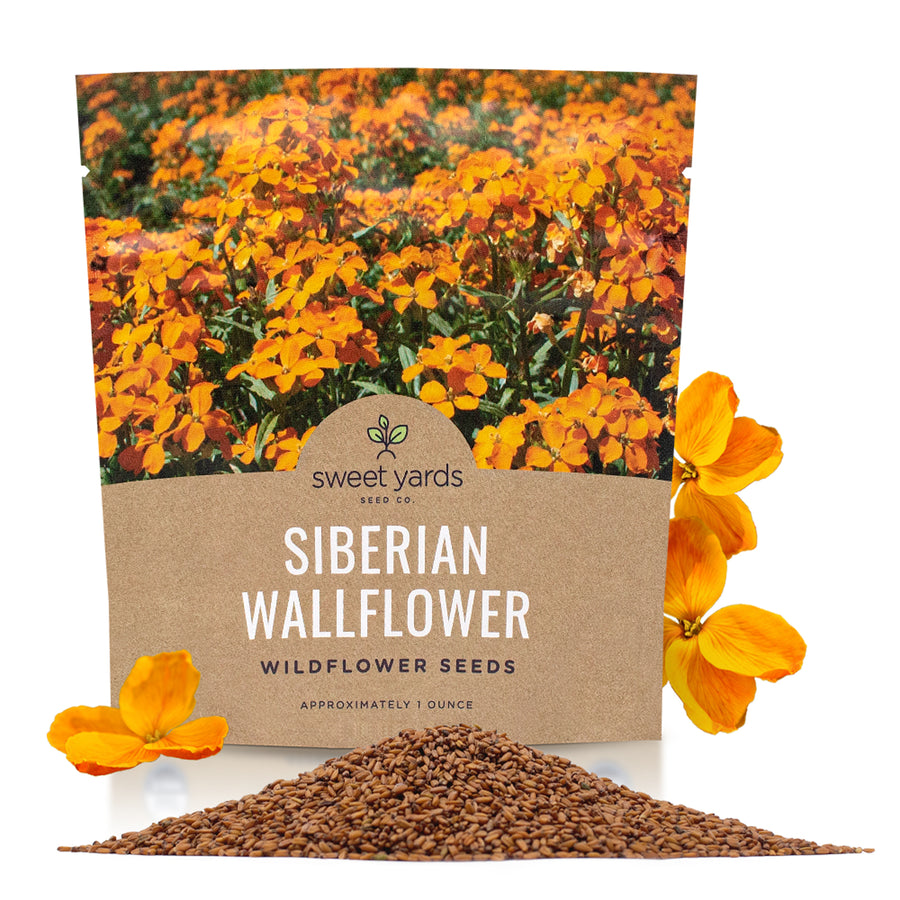 Siberian WallFlower