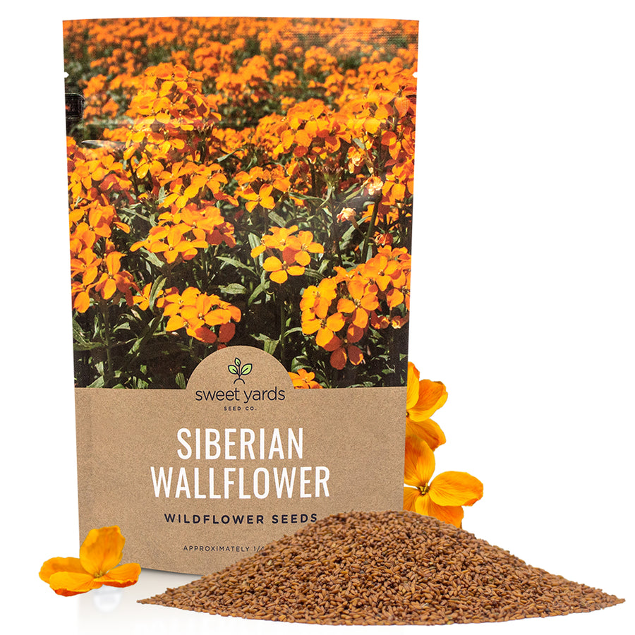 Siberian WallFlower