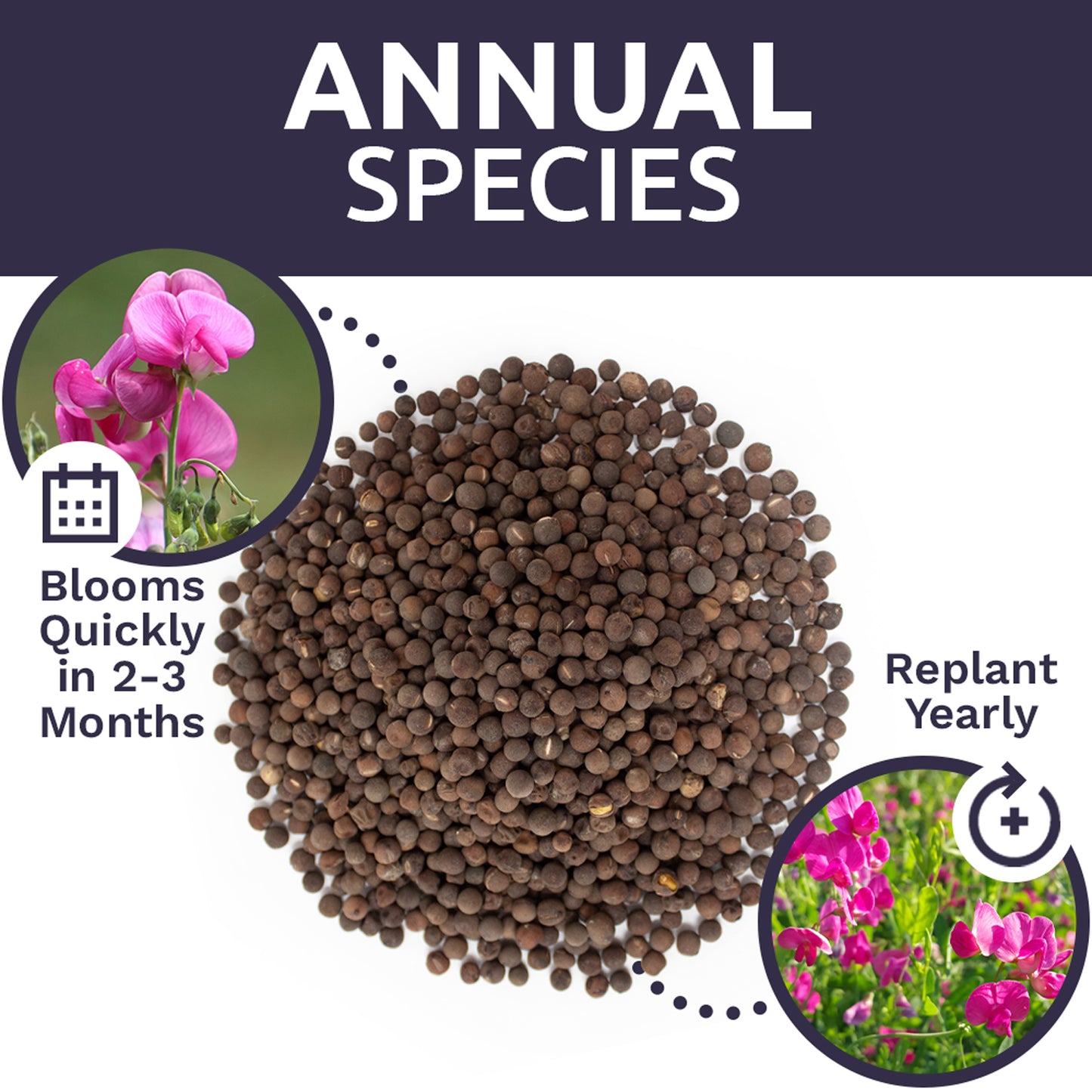 Sweet Pea Heirloom Mix