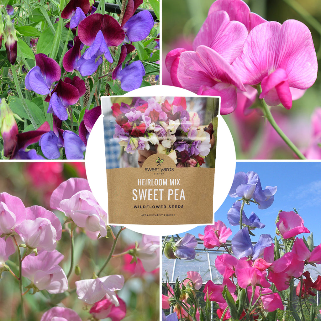 Sweet Pea Heirloom Mix