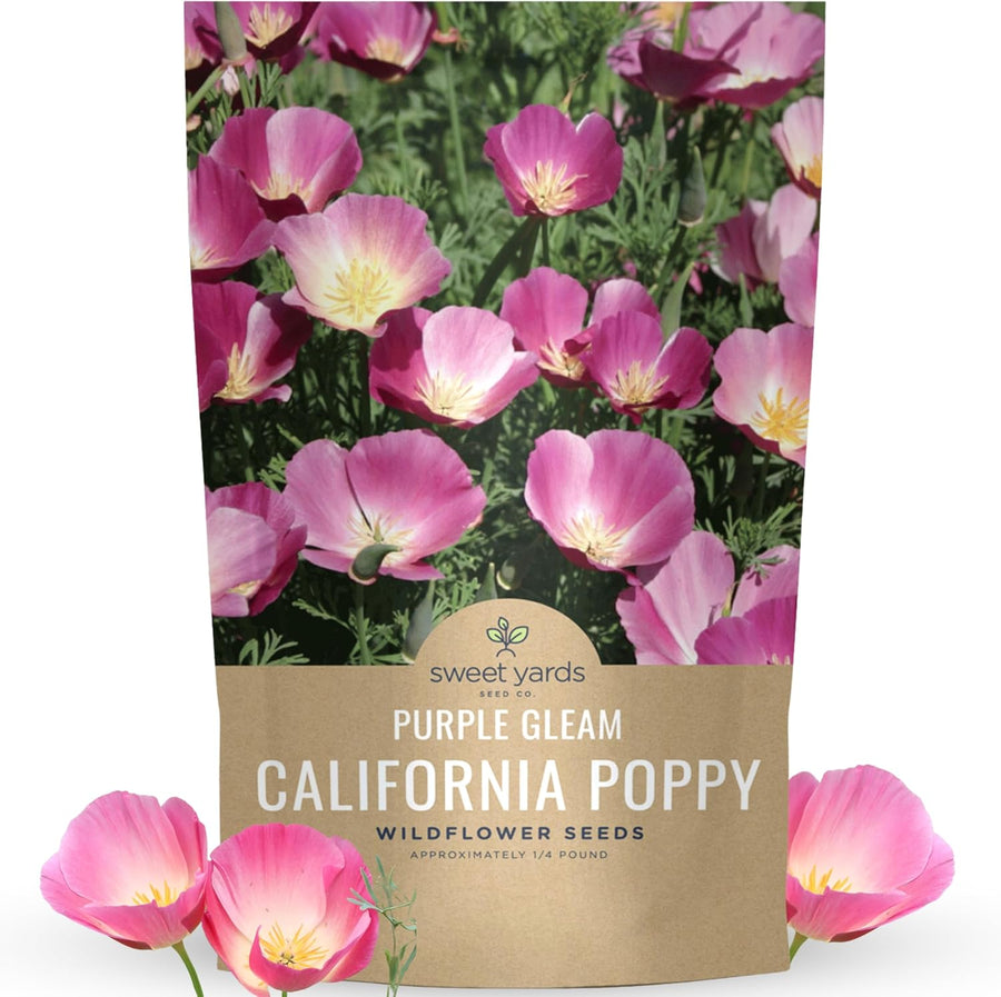 California Purple Gleam Poppy Wildflower Seeds