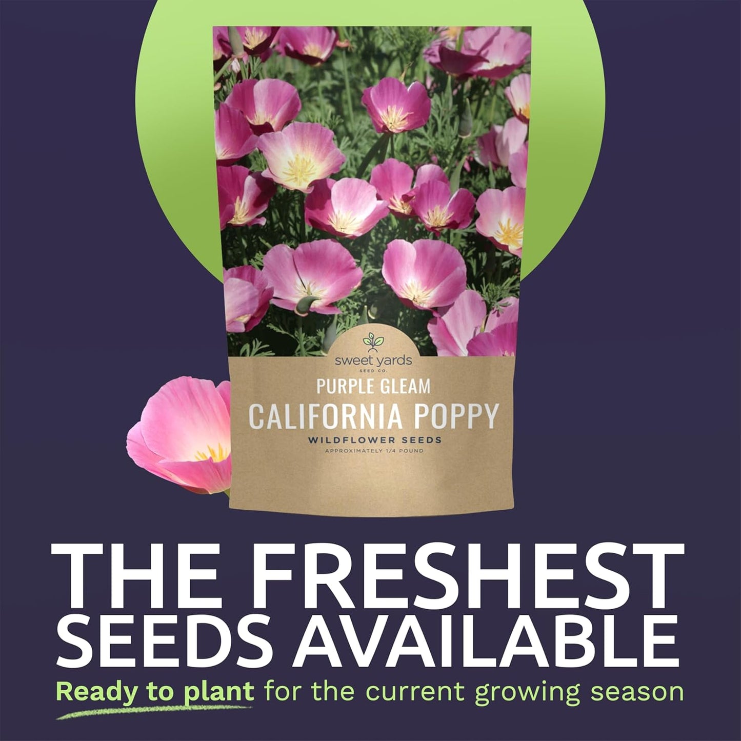 California Purple Gleam Poppy Wildflower Seeds