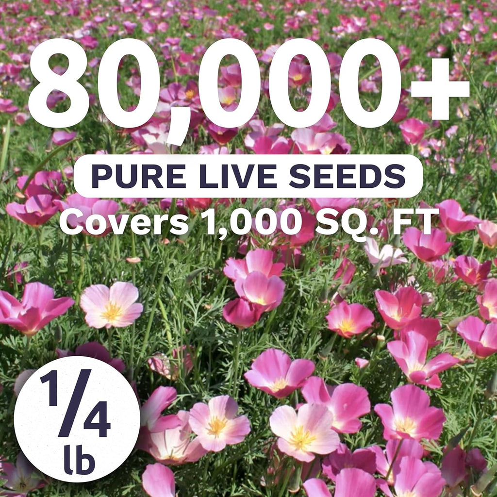 California Purple Gleam Poppy Wildflower Seeds