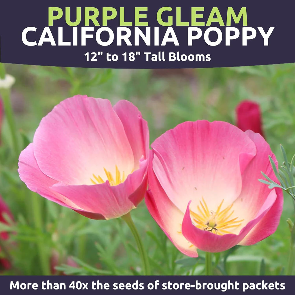 California Purple Gleam Poppy Wildflower Seeds
