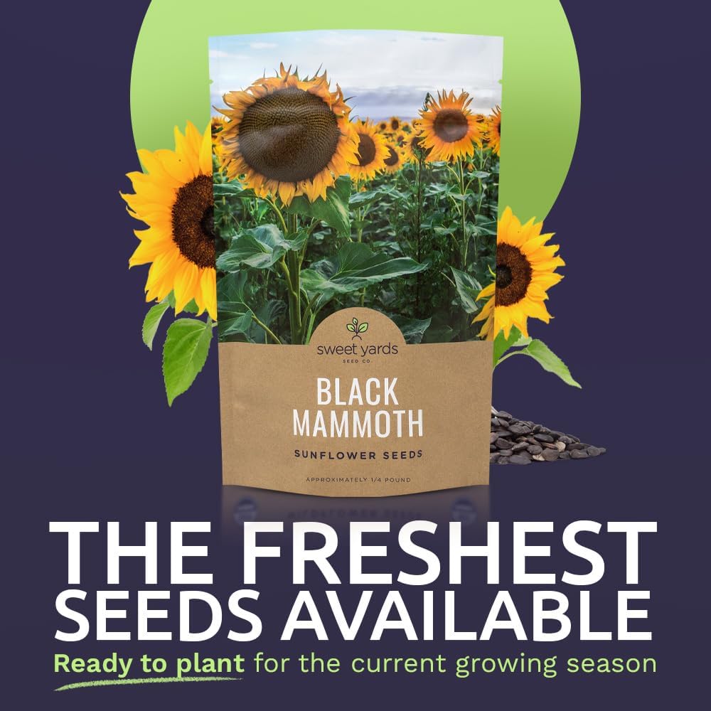 Black Mammoth Sunflower