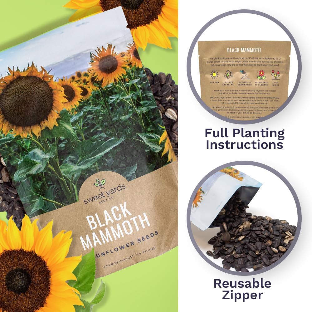 big bag of sunflower seeds to plant Black Mammoth Sunflower – Sweet Yards