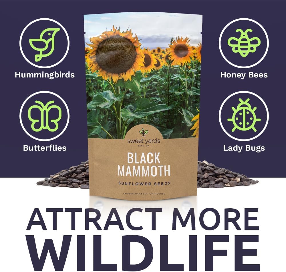 Black Mammoth Sunflower