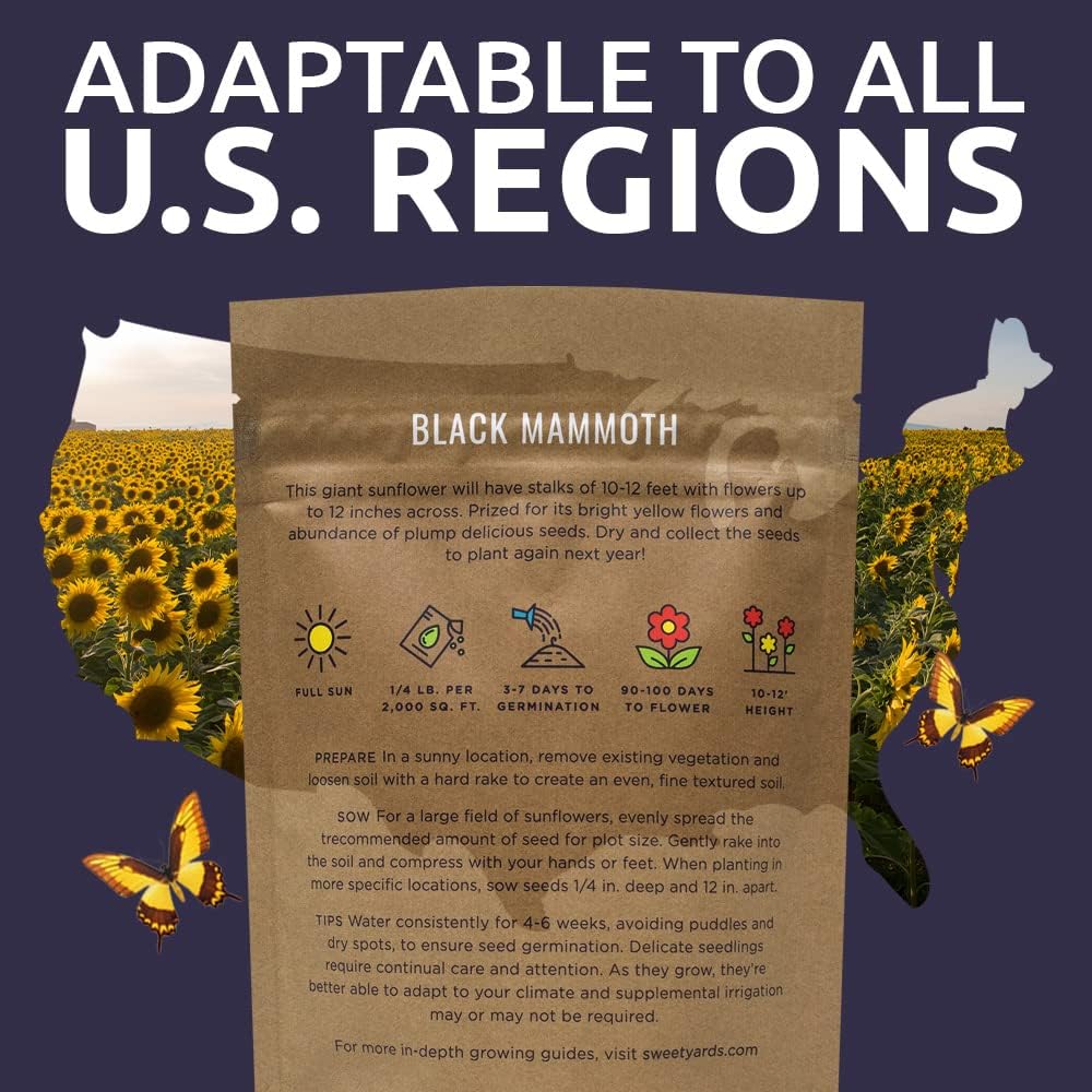 Black Mammoth Sunflower